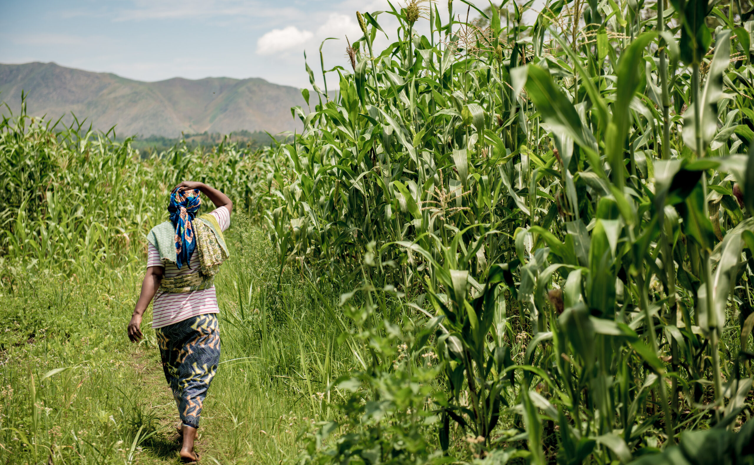 Die Macht von Frauen im Kampf gegen den Klimawandel: Geschichten der Resilienz aus Afghanistan und Nigeria 